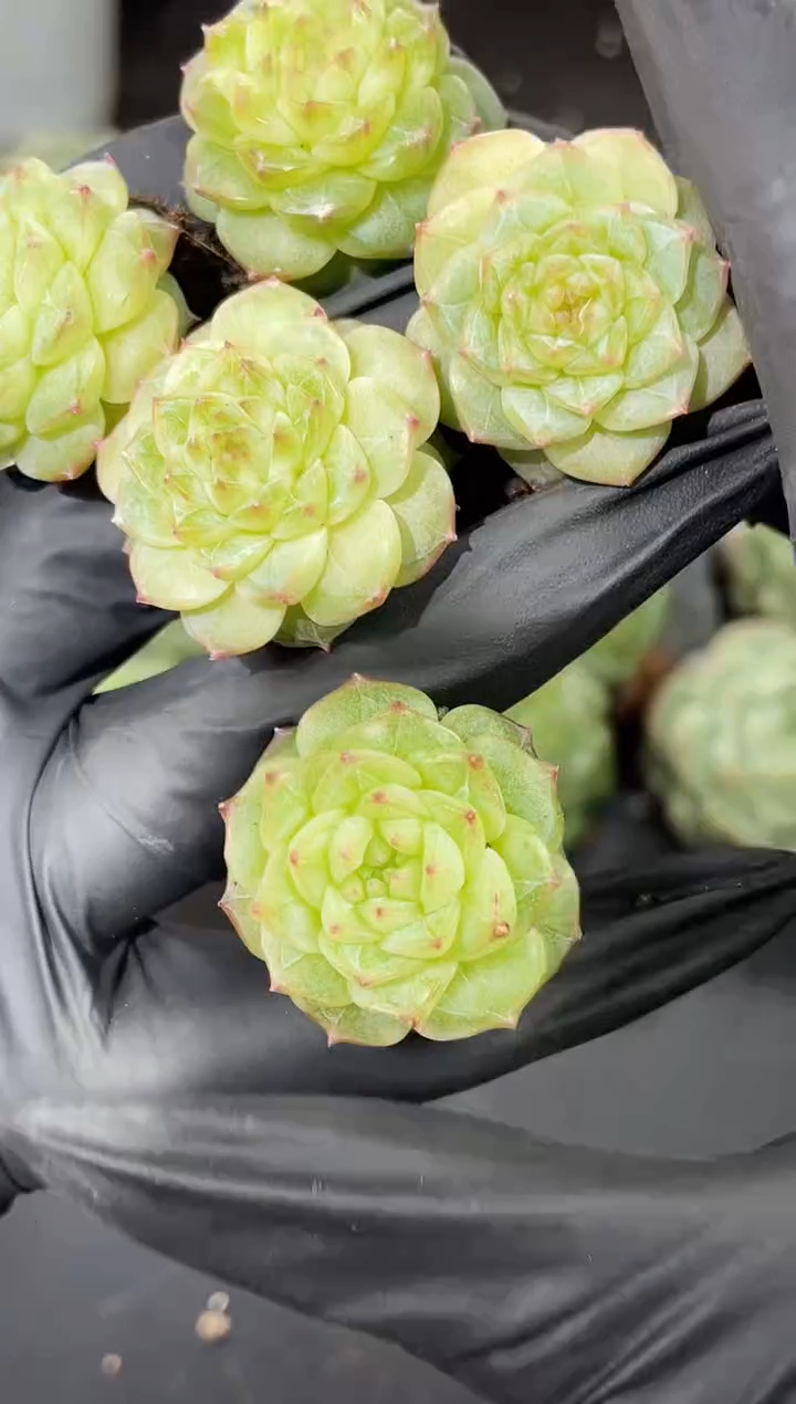 闪购870  新个体多肉一颗   2-3厘米