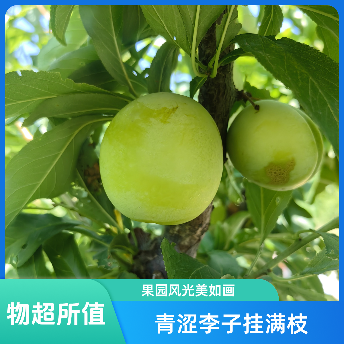 <雪姨菜园>密云石峨六月黄李子（三斤）北京市