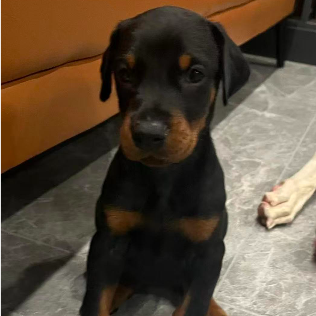 杜宾犬幼犬护卫犬宠物伴侣