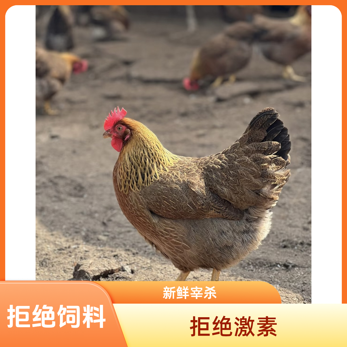 清远阳山走地鸡200天以上高山散养母鸡4-4.5斤【2只装】