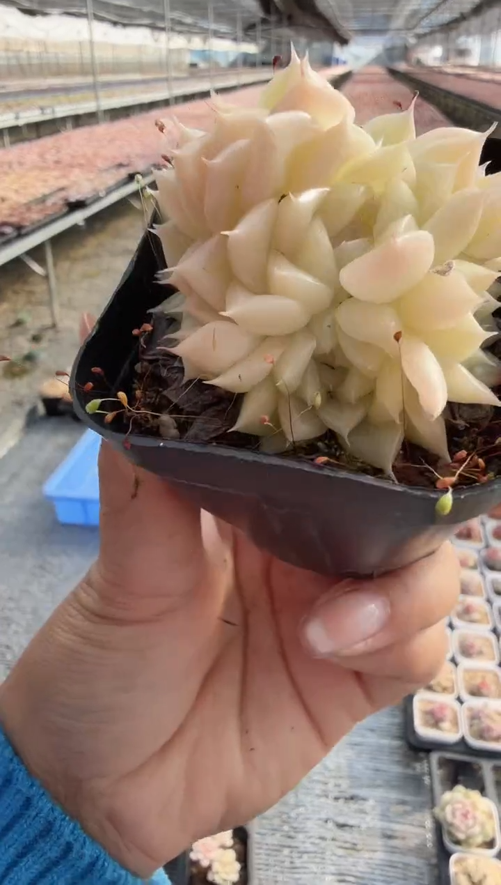 东云多肉园新款-189