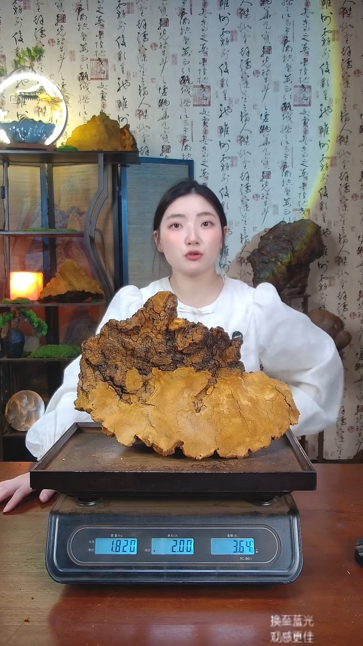 松针层孔菌中国大陆【藏区 野生】松树桑黄（3.64斤）40-50年份