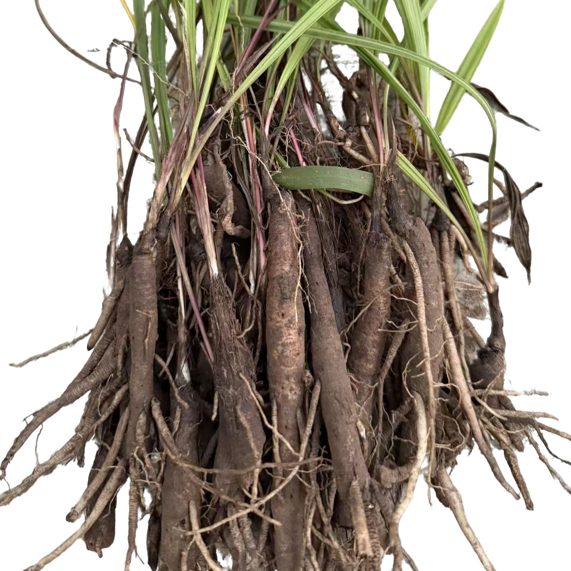 贵州新鲜野生仙茅250d包邮