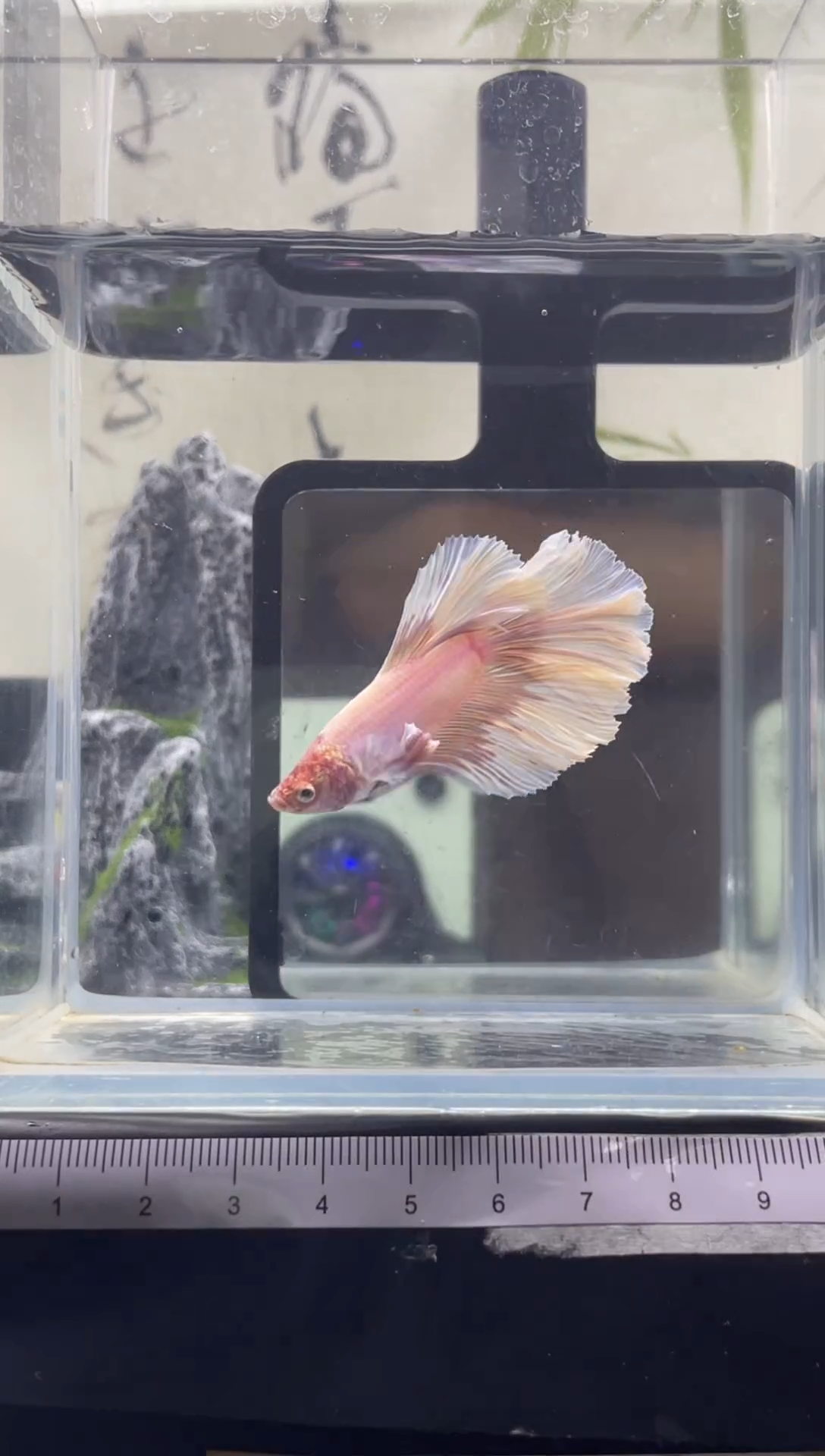 斗鱼精品泰国斗鱼A13