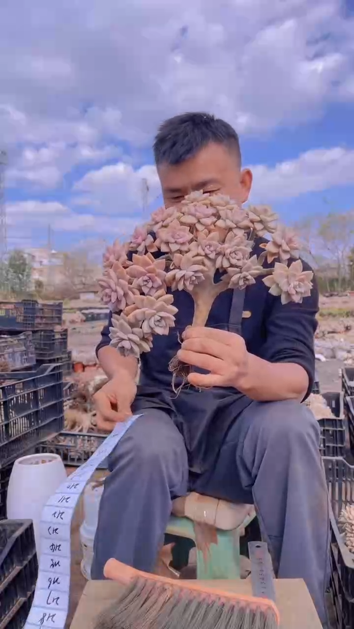 陪***步201淡雪缀化一物一拍