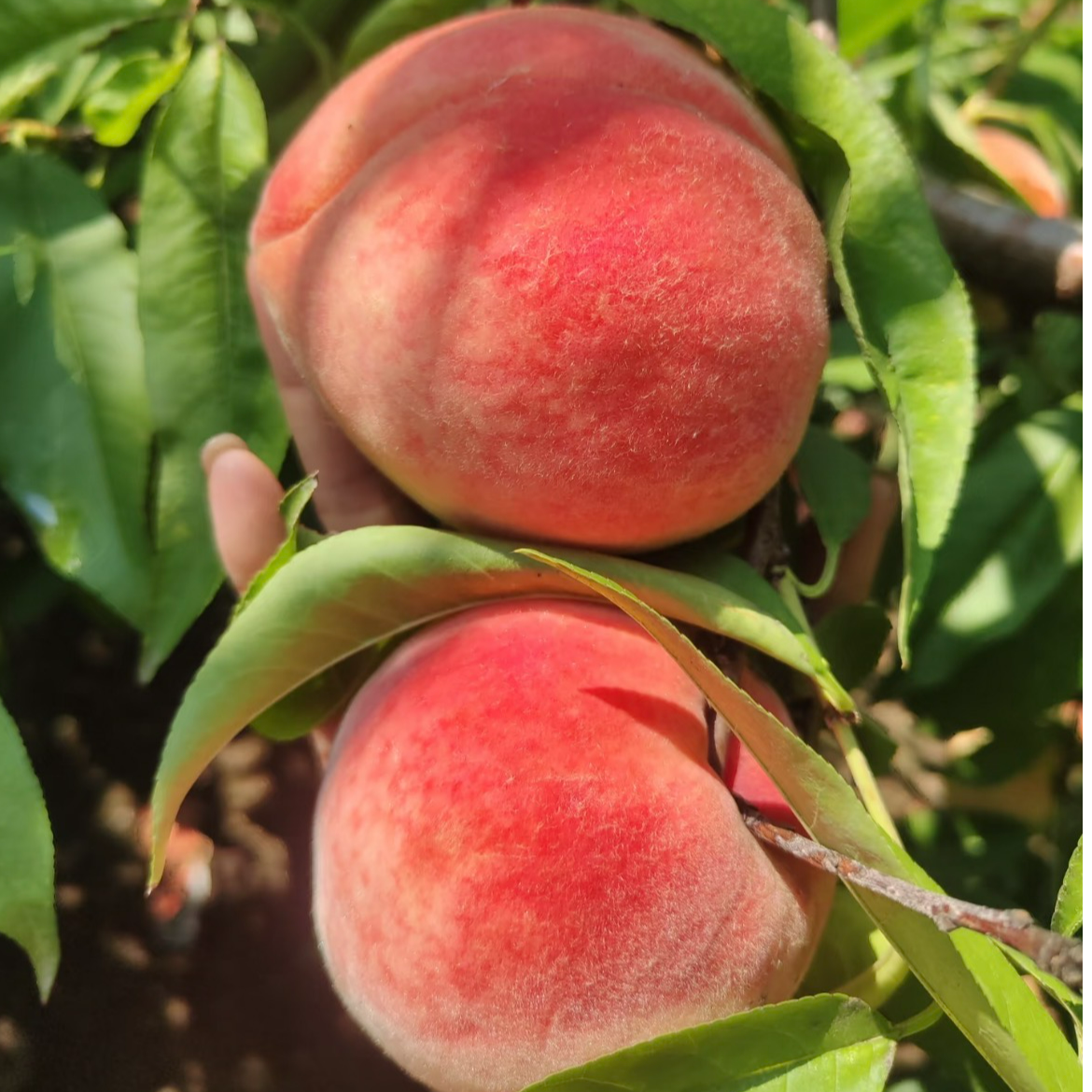 金秋蜜桃 580g±50g山东省