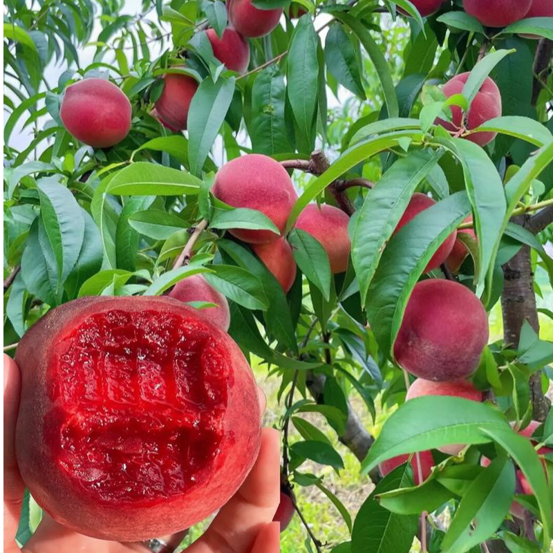 桃树果苗嫁接地栽新品种桃树南方北方种植早熟特大冬桃水蜜桃树苗