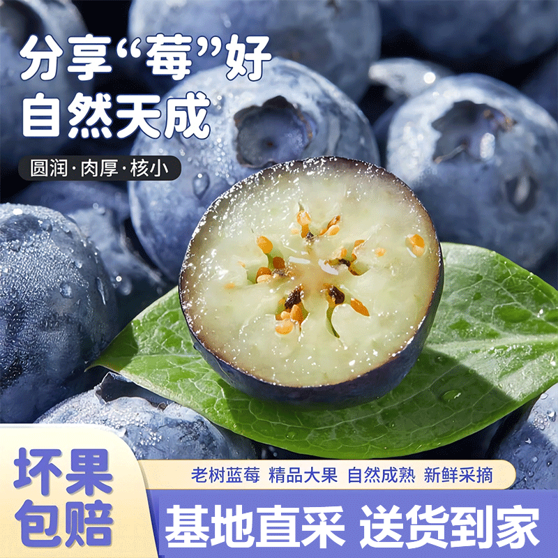 【基地直采6盒装】TY1蓝莓鲜果云南高山花香品种花青素水果100g/盒