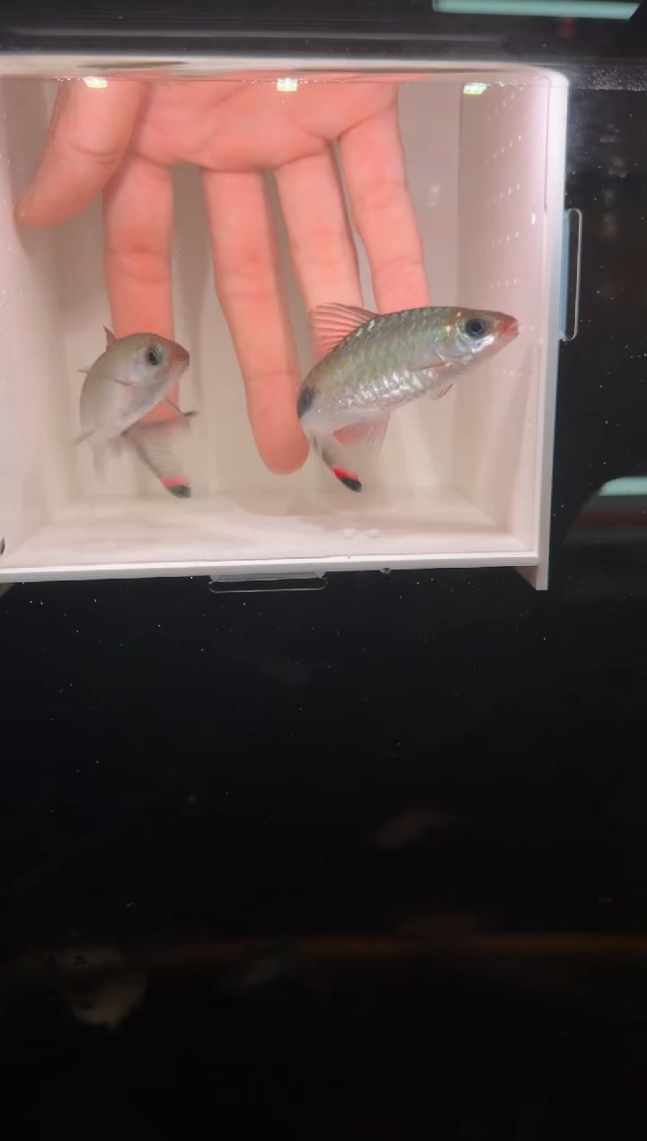 工具鱼红杂紫222