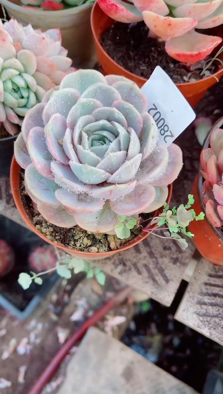 用***8跃跃精品多肉28002