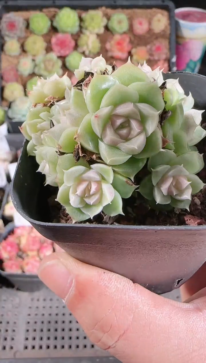  1201-121多肉群生不包整