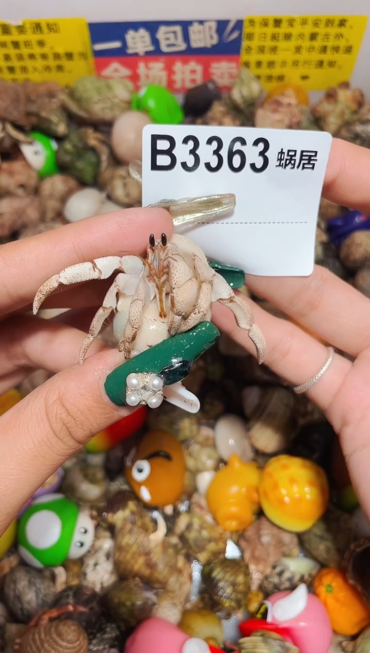 陌派甄选寄居蟹3363
