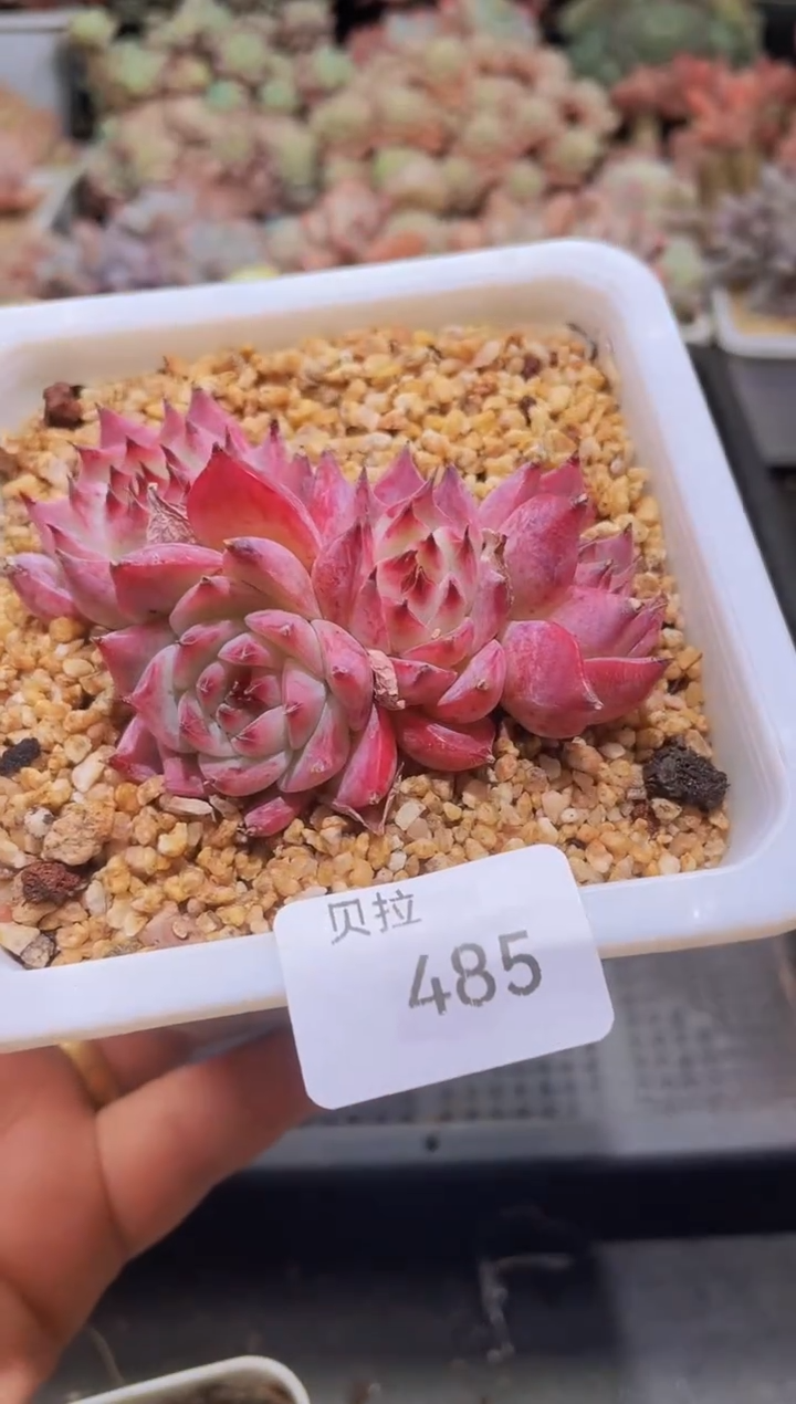 【闪购商品】485吉娃娃