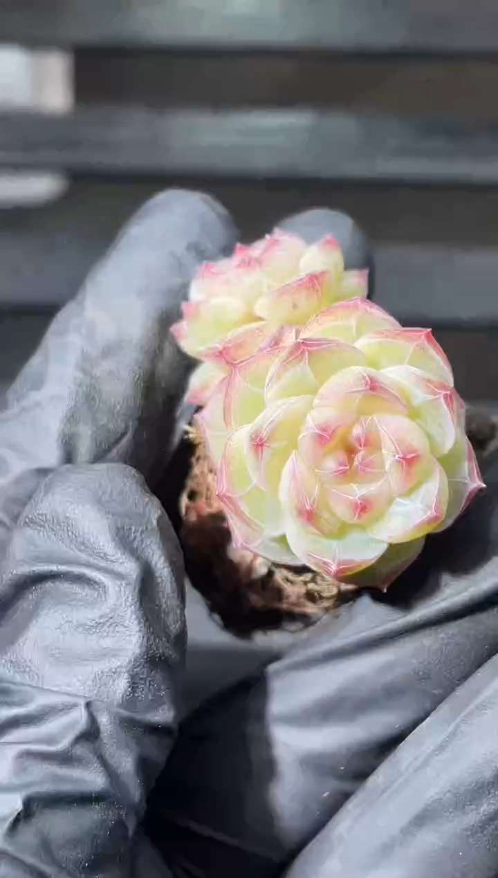 27-21超P双头2-3厘米量拍发一颗