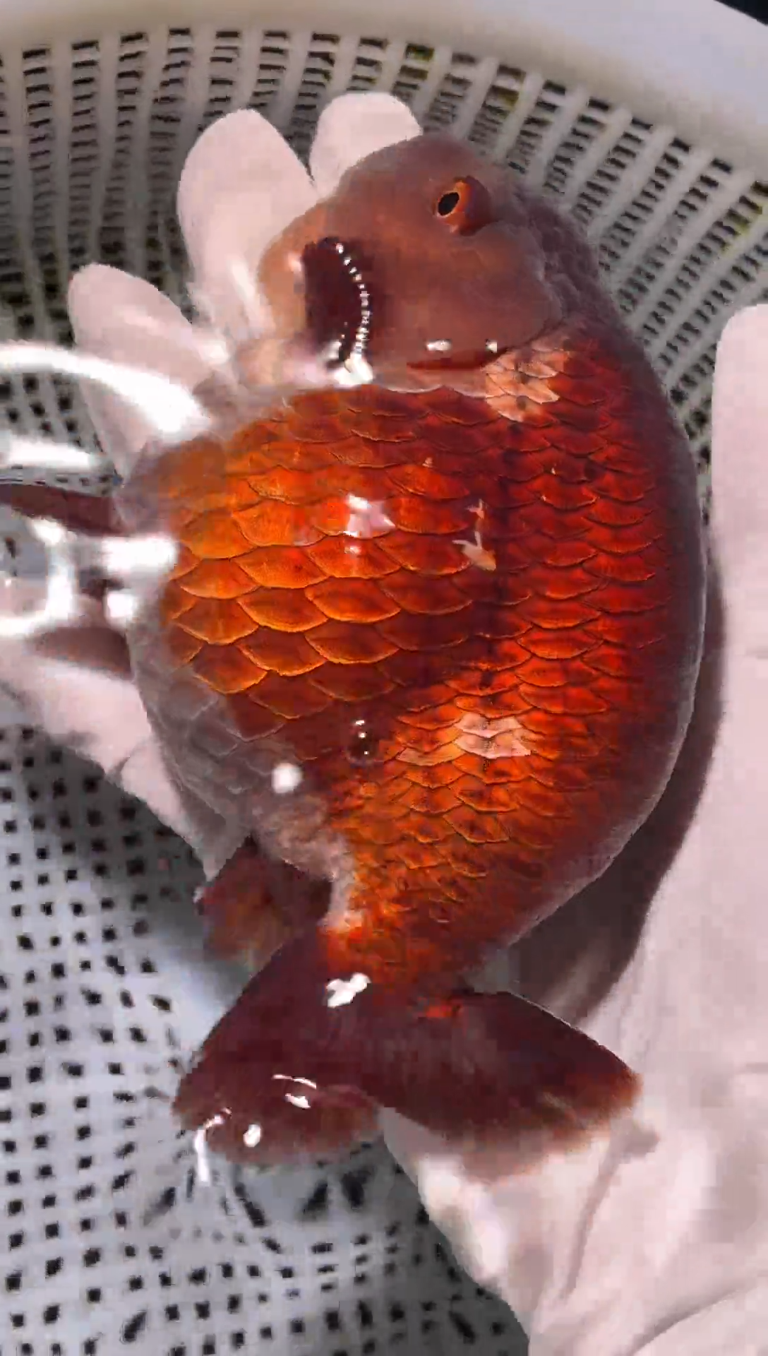 金鱼（运费到付，马印灯下展示）福州追鱼兰寿金鱼