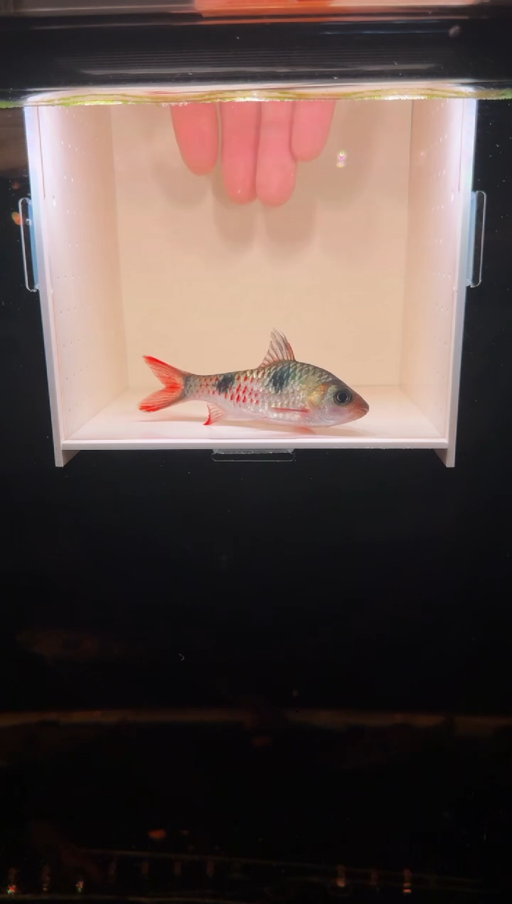 工具鱼红点道金斯鲃