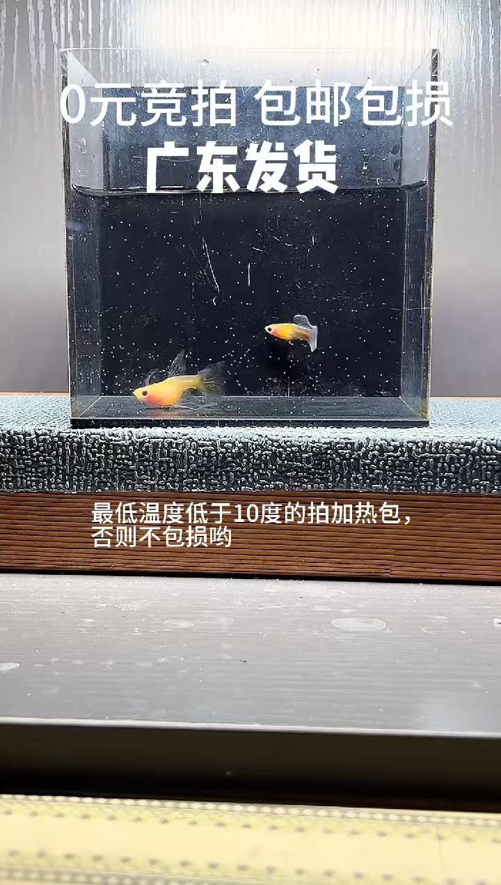 孔雀鱼黄肉蓝礼服大C一对（腰部有点弯）编号20