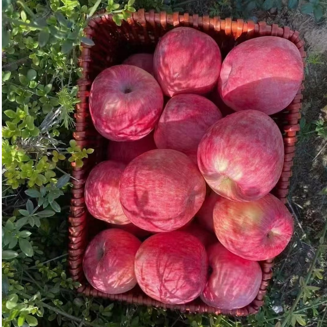 陕西洛川 早熟红富士苹果 脆甜多汁 新鲜水果 带皮吃，产地直发