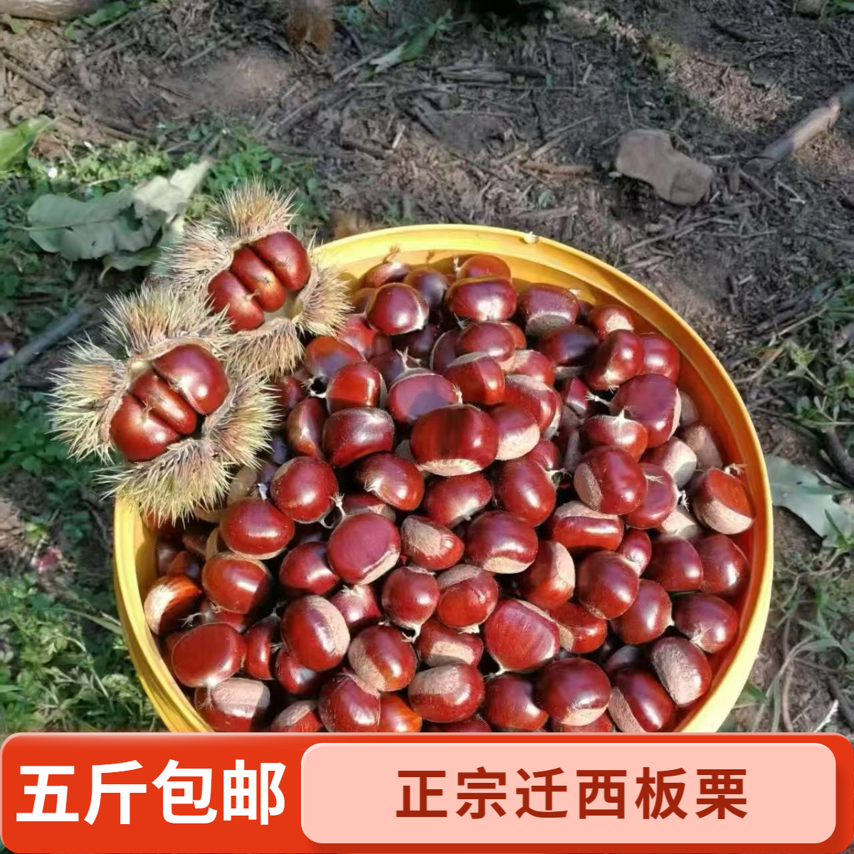 (特大果45颗/斤）正宗迁西板栗生栗子不粘内皮产地直发矿区板栗