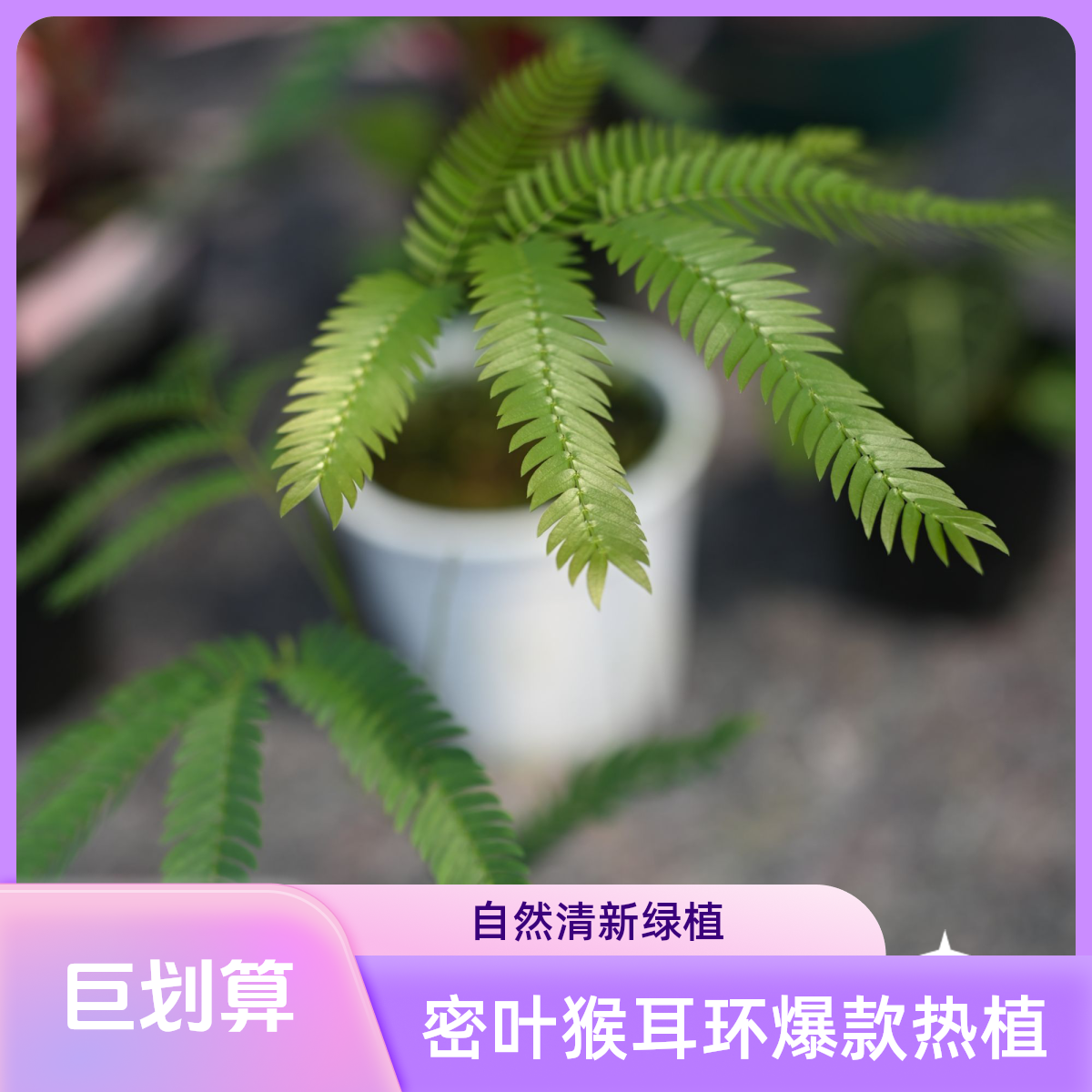 密叶猴耳环Cojoba arborea (L.) Britton & Rose热带植物网红观叶