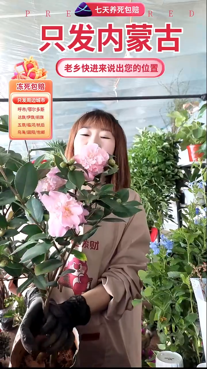 完全开放香妃茶花