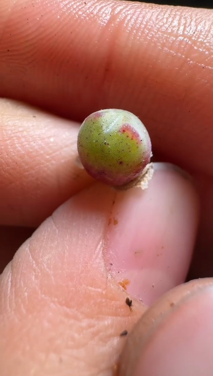 【闪购商品】15-279