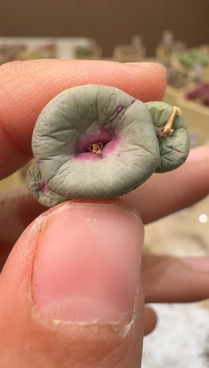 软*26-151多肉植物肉锥ADY