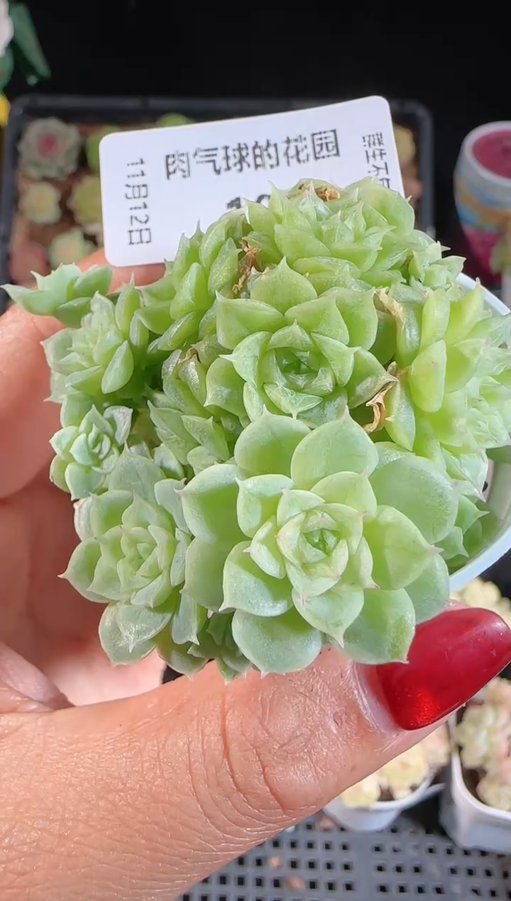 1112-104群生不包整