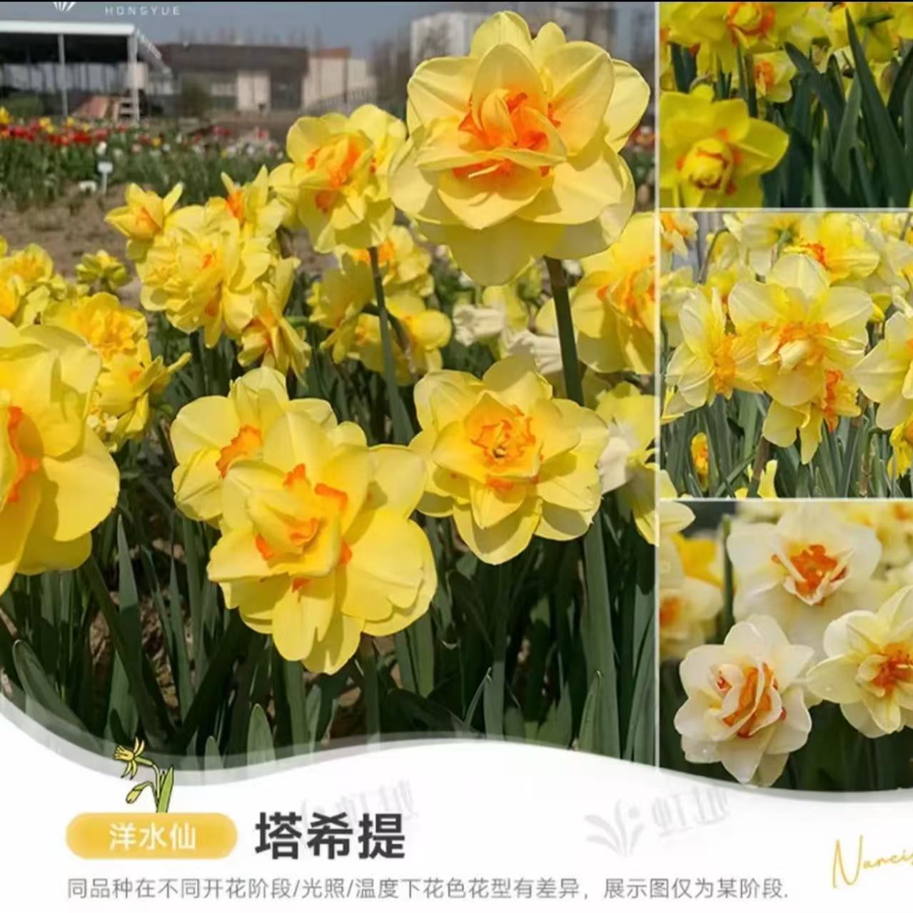 进口洋水仙种球秋冬季节栽种耐寒多年生盆栽多色可选