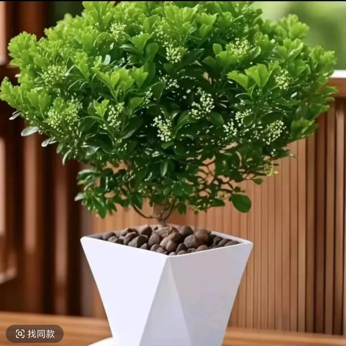 香水米兰盆栽开花飘香好养懒人绿植盆栽适室内外阳台植物飘窗