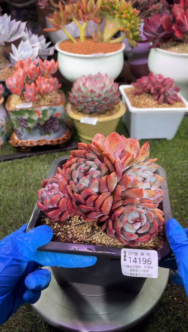 【闪购商品】14196