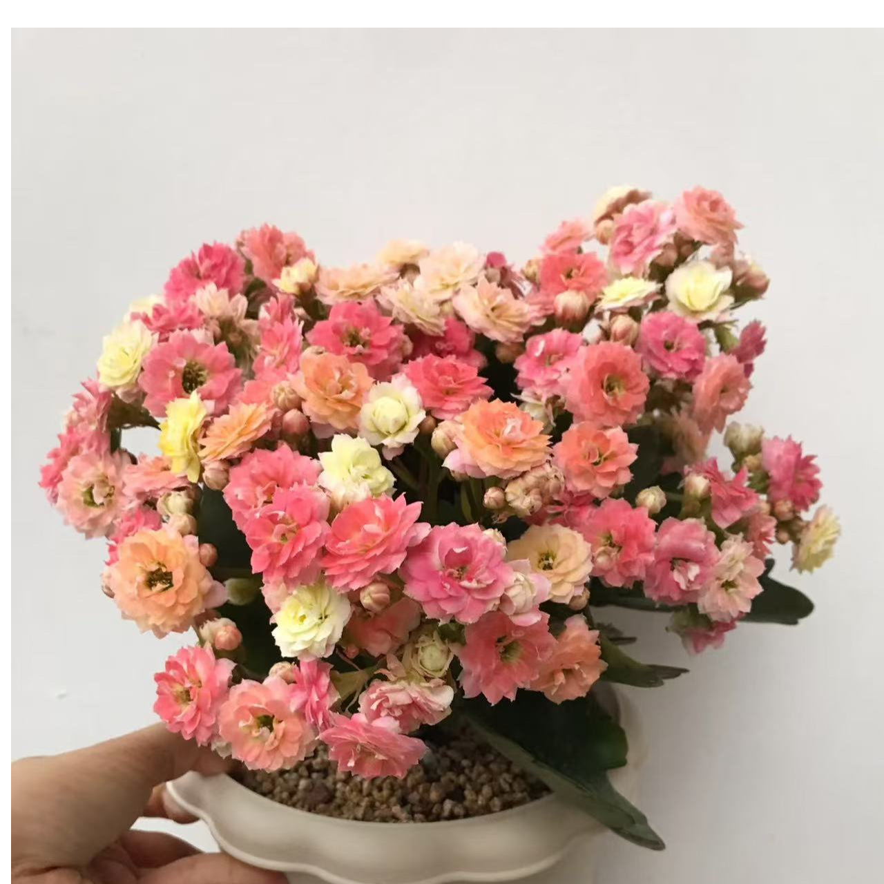 【毛绒二代】110盆精美长寿花盆栽