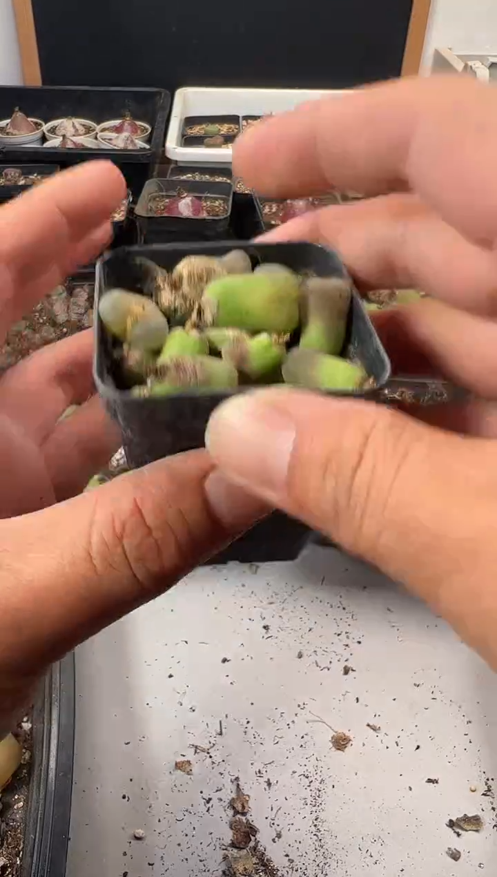 一物一拍           246