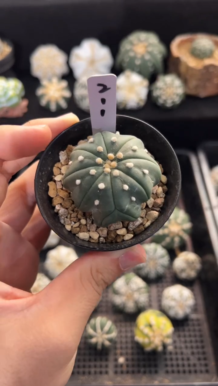 指纹海星缀化实生编码211