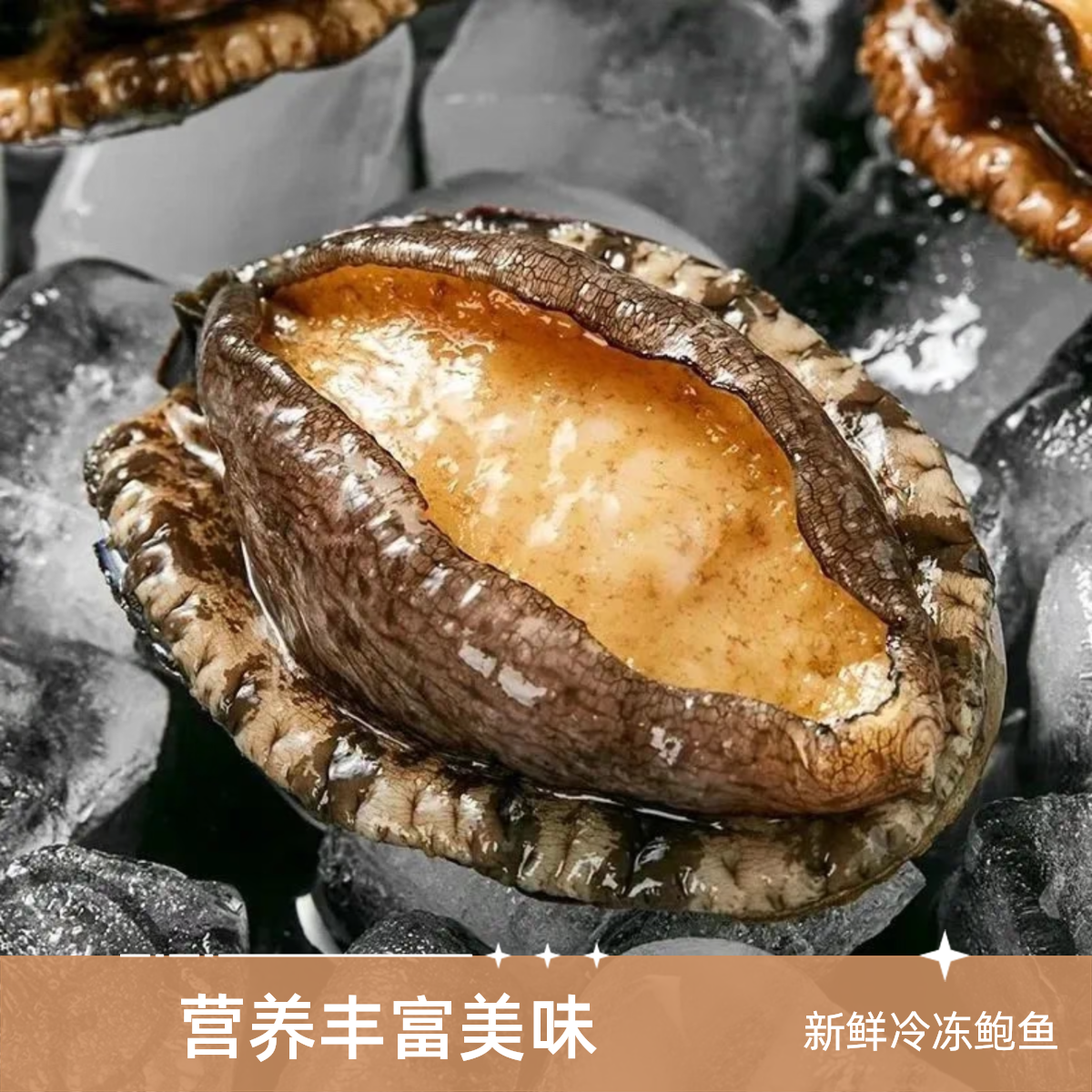 【公主岭同城送】八头鲍鱼1只（约8-9只一斤）鲜活发/保鲜不保活