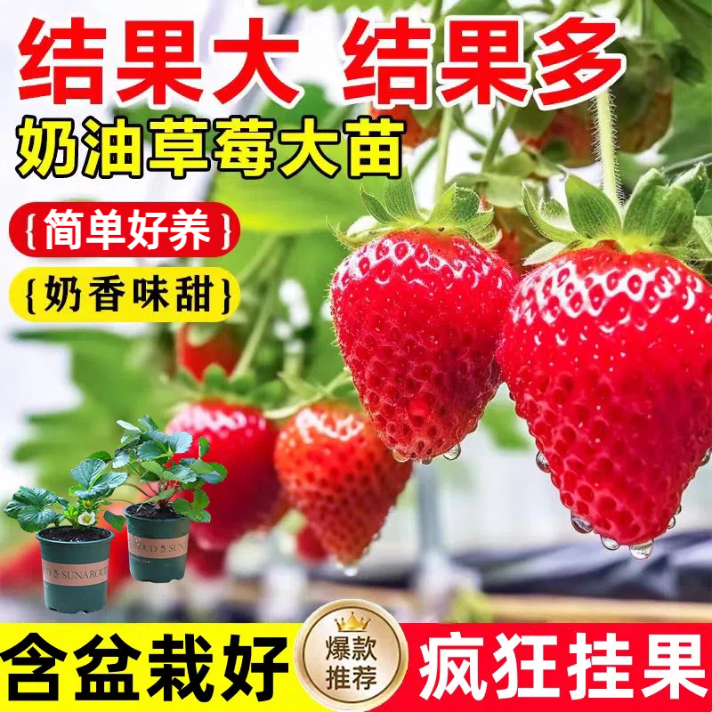 （带花带果带盆）草莓盆栽好养植物阳台种植草莓苗净化空气好养易活