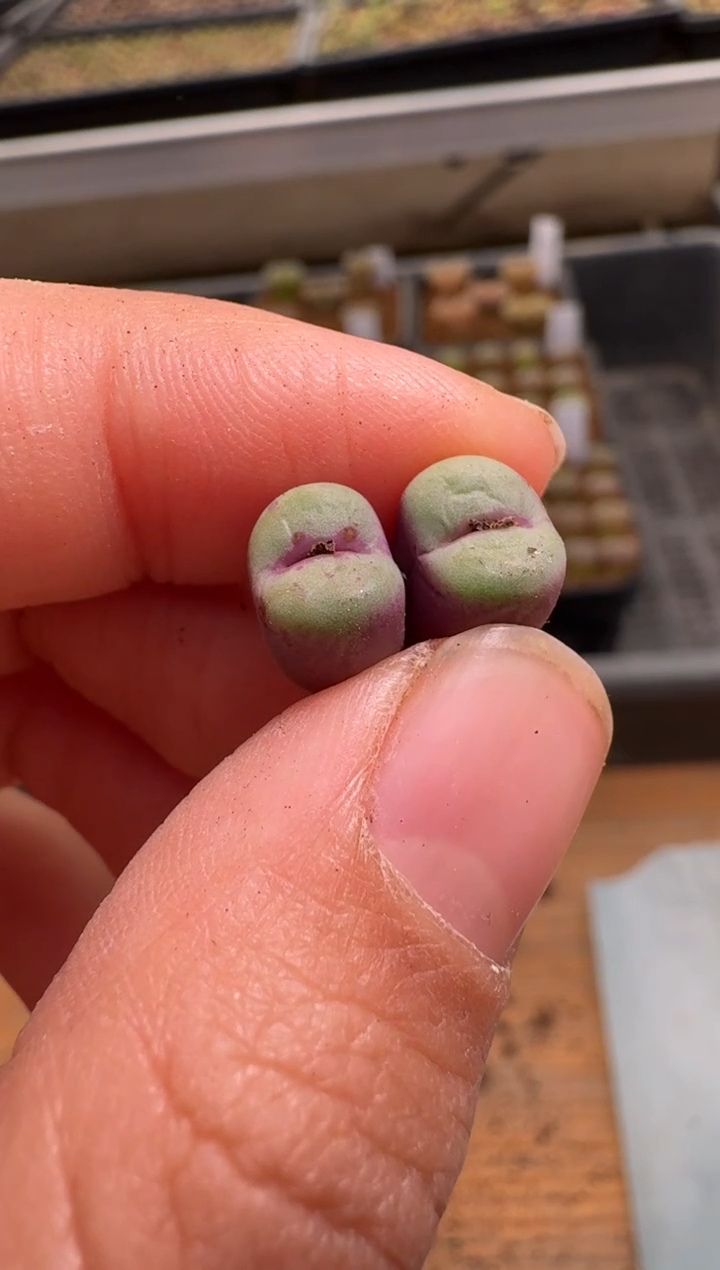 【闪购商品】1/22-86