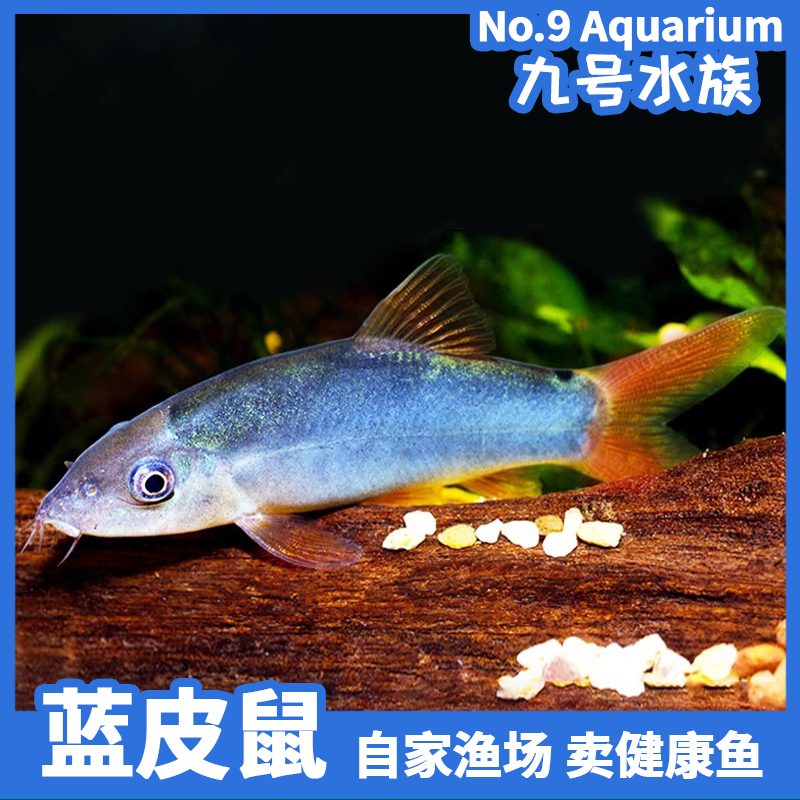 红尾蓝皮鼠热带鱼淡水观赏清洁工具鱼清道夫活体鱼苗好养耐活小鱼