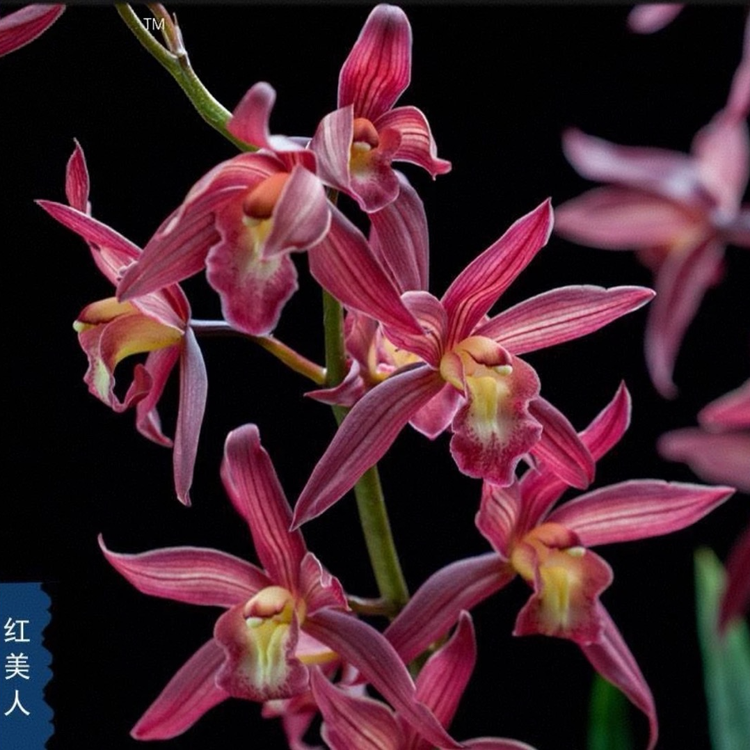 【1-2花红美人】浓香型带花苞西施红美人兰花室内外好养绿植盆栽