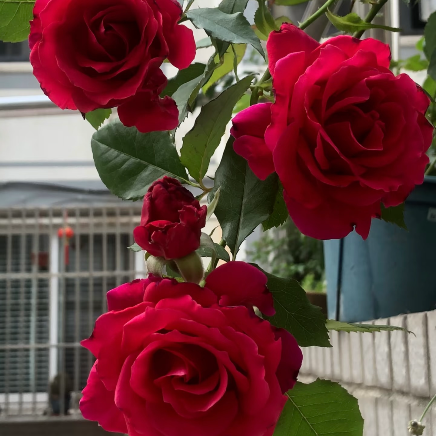 【米迦勒天使】红色大花浓香灌木月季天使系列