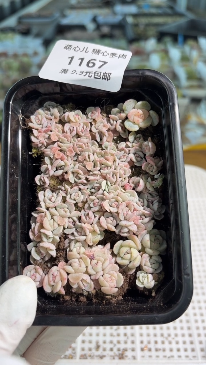 1167--14号切糕1盒