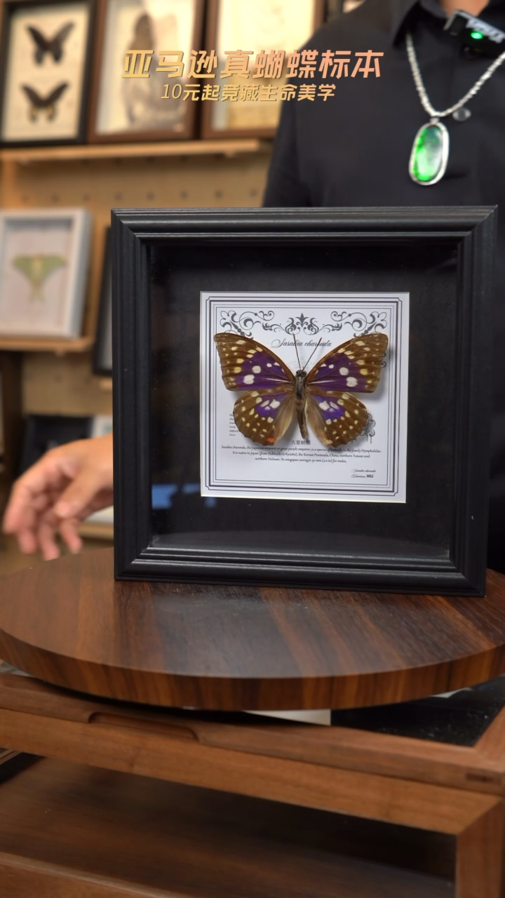大紫蛱蝶盲盒版7寸欧式方框