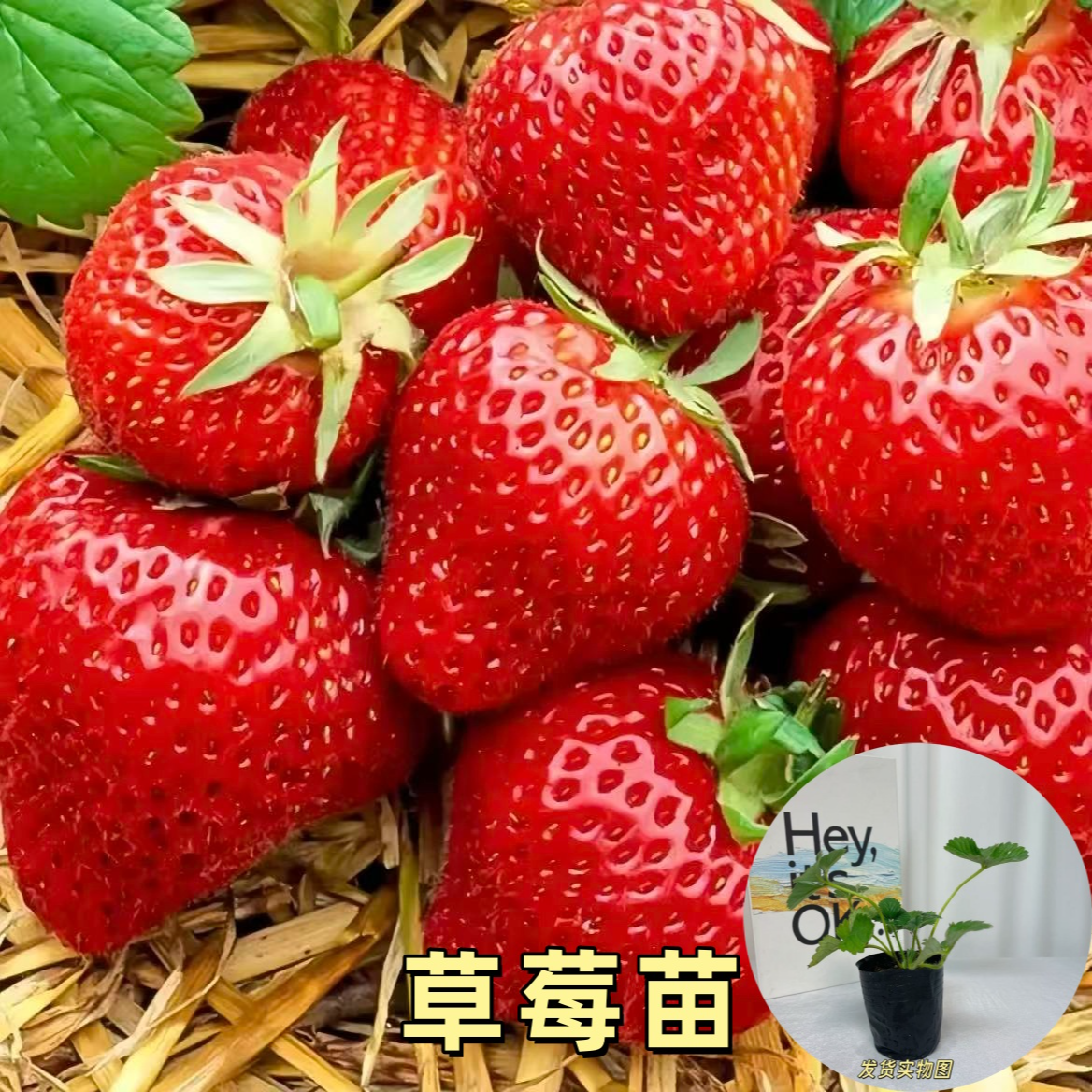 四季结果草莓苗奶油草莓种苗盆栽地栽精品穴盘红颜丹东四季结果商品图