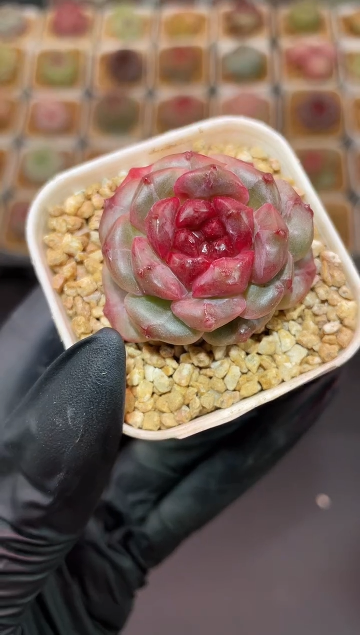 闪购600 魅骨多肉一颗 3.8-4厘米