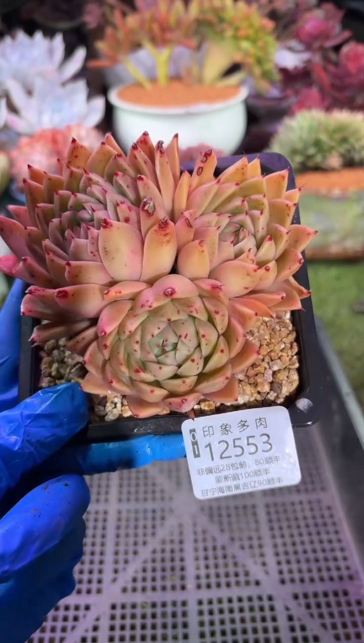 【闪购商品】12553