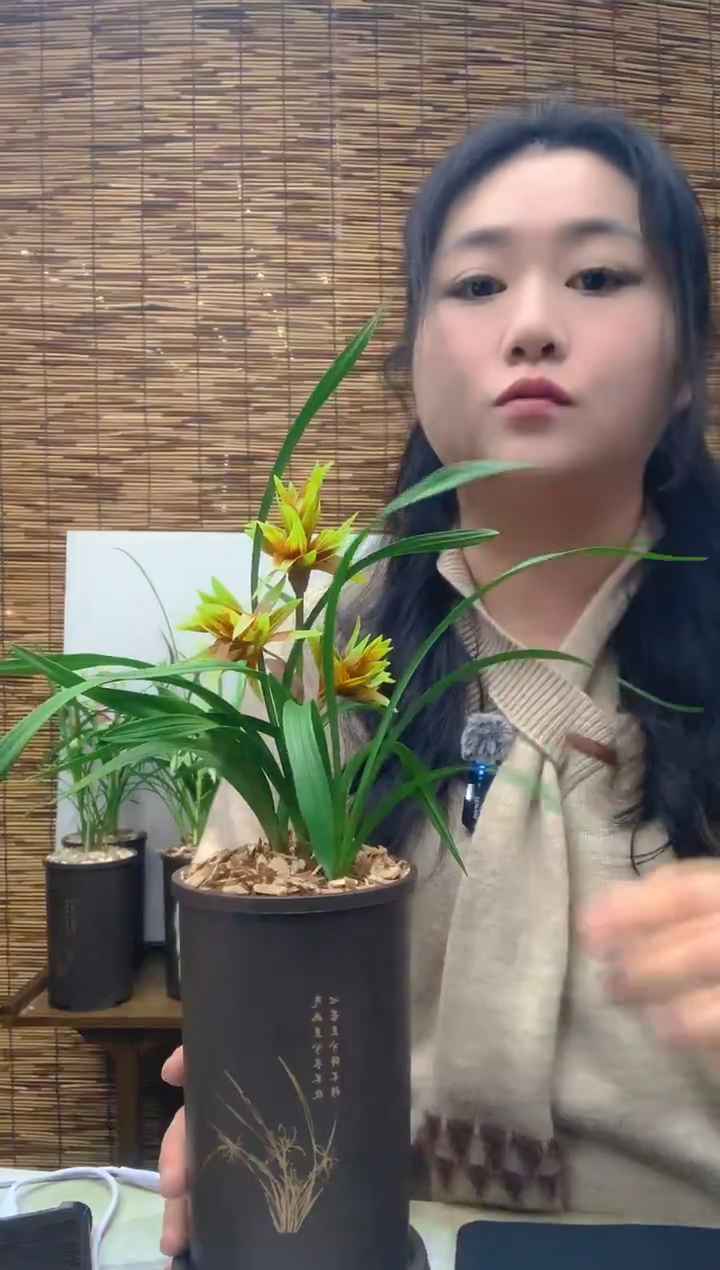 大部分花苞少量开放红花开富贵5苗带花种好发货