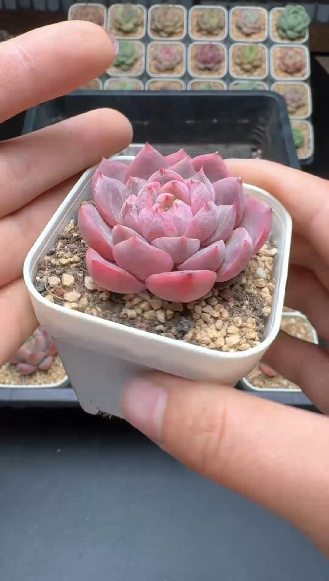 【闪购商品】453号 珍妮杂交多肉 花卉植物