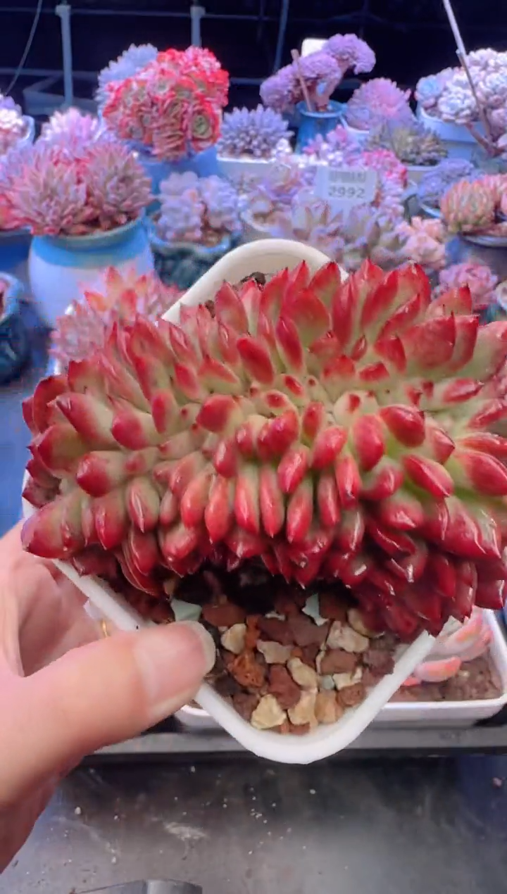 【闪购商品】3071.