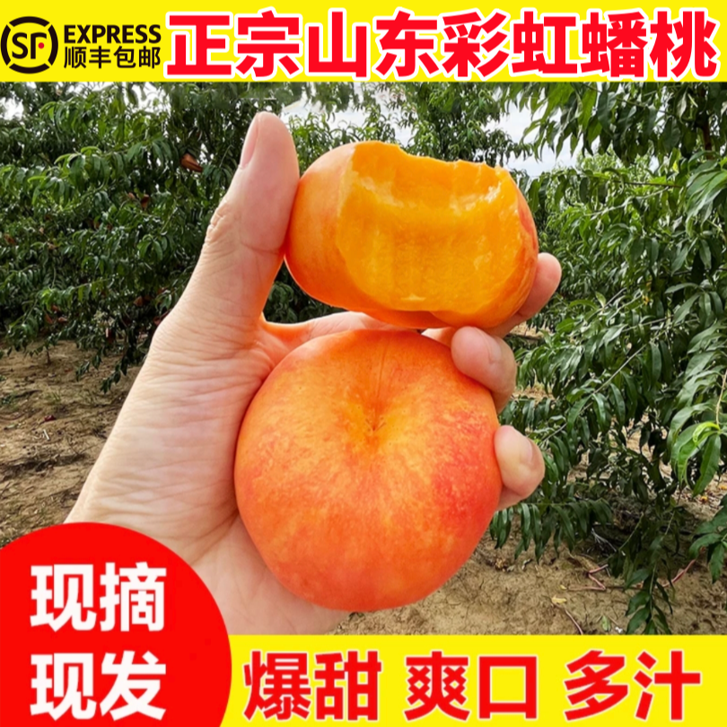 【次日达 顺丰】山东蒙阴黄金油蟠桃 蜜桃无桃毛彩虹蟠盘桃应季新鲜甜水果山东省