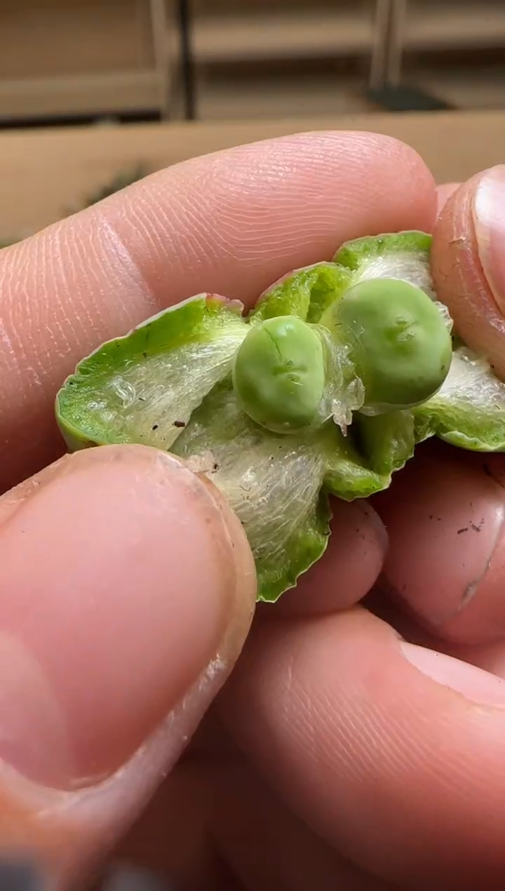 【闪购商品】14-217